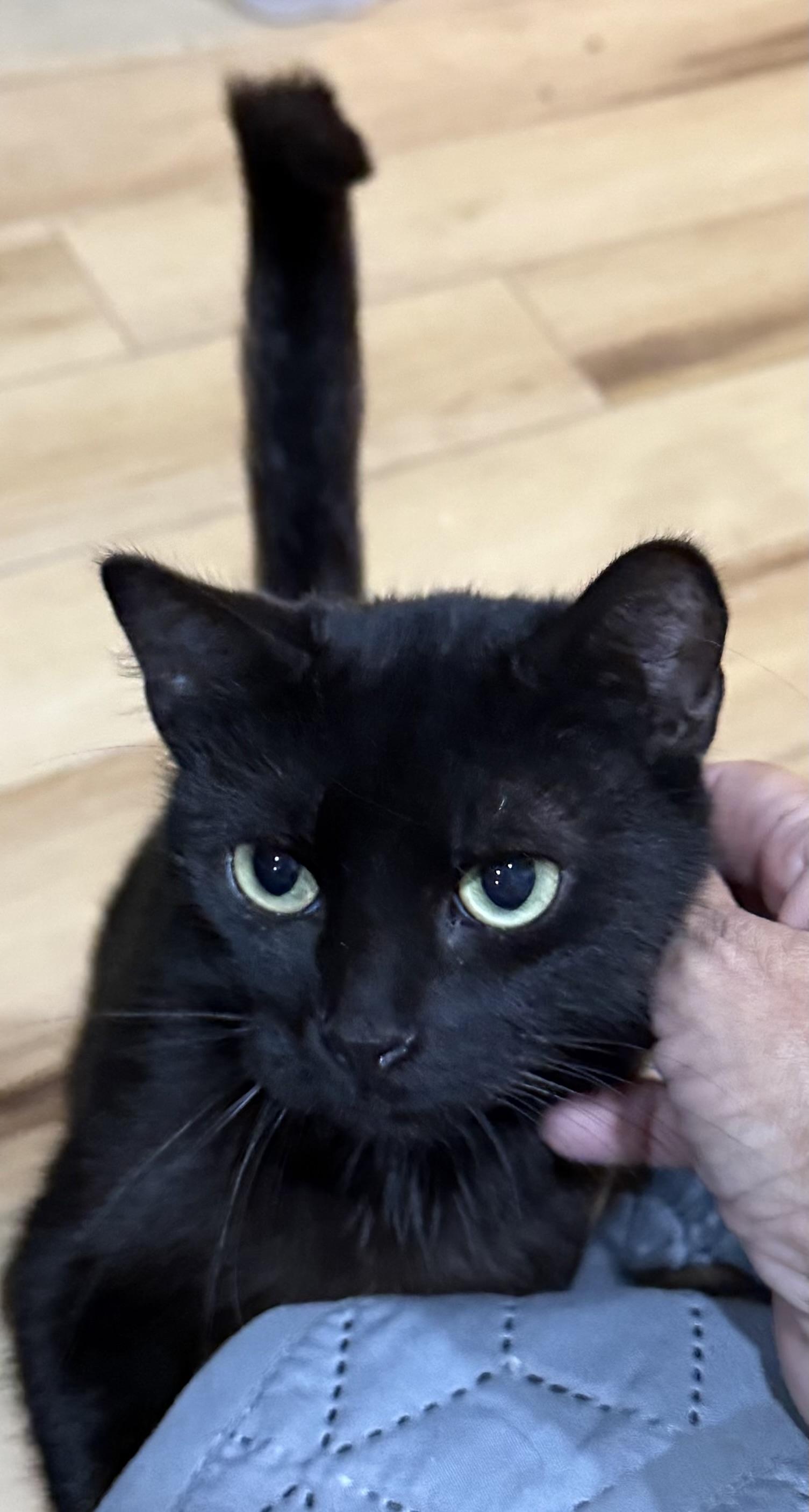 Enlarge Luna, a Adoptable Domestic Short Hair in warrenville, SC image 2/2