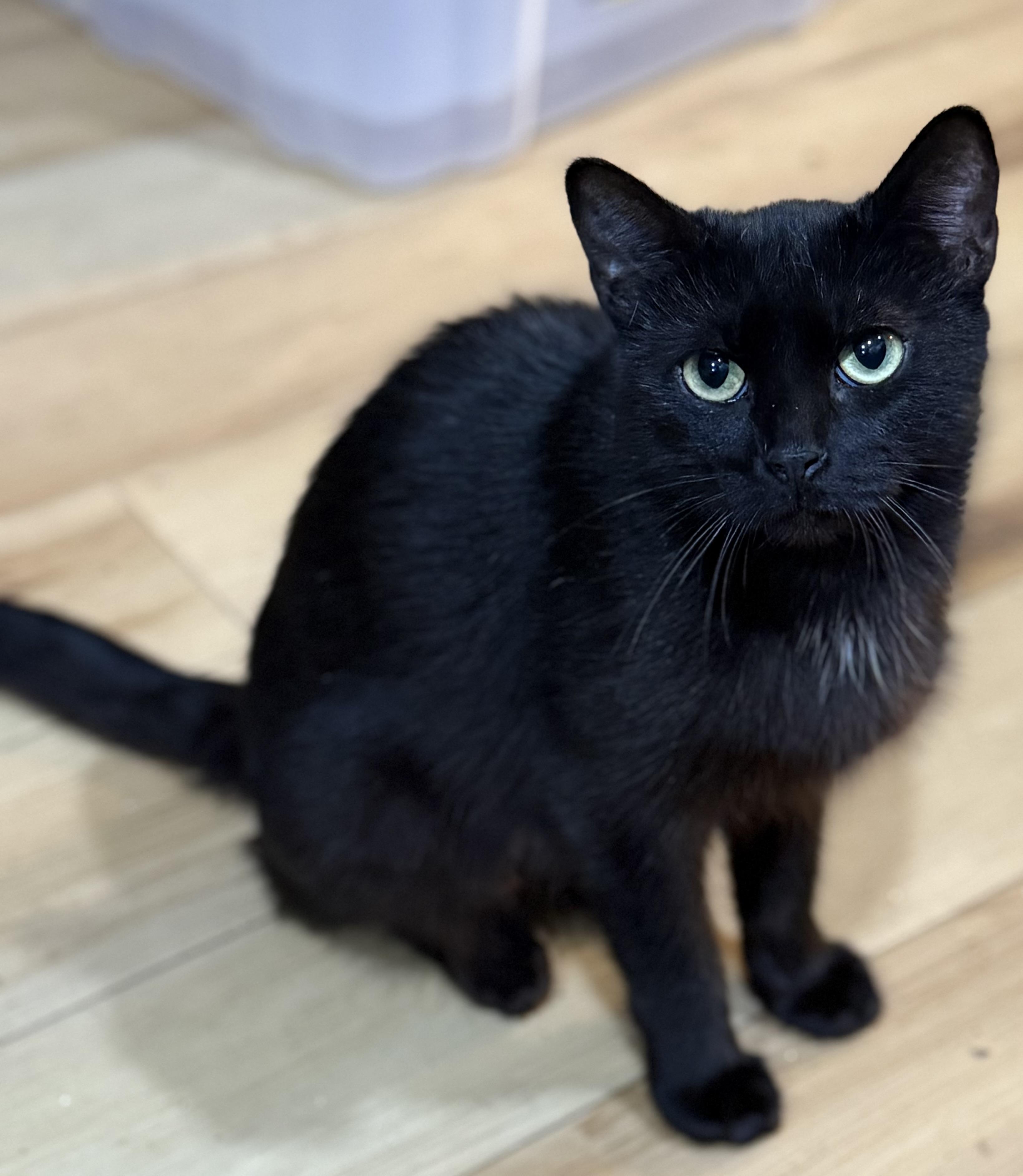 Enlarge Luna, a Adoptable Domestic Short Hair in warrenville, SC image 1/2