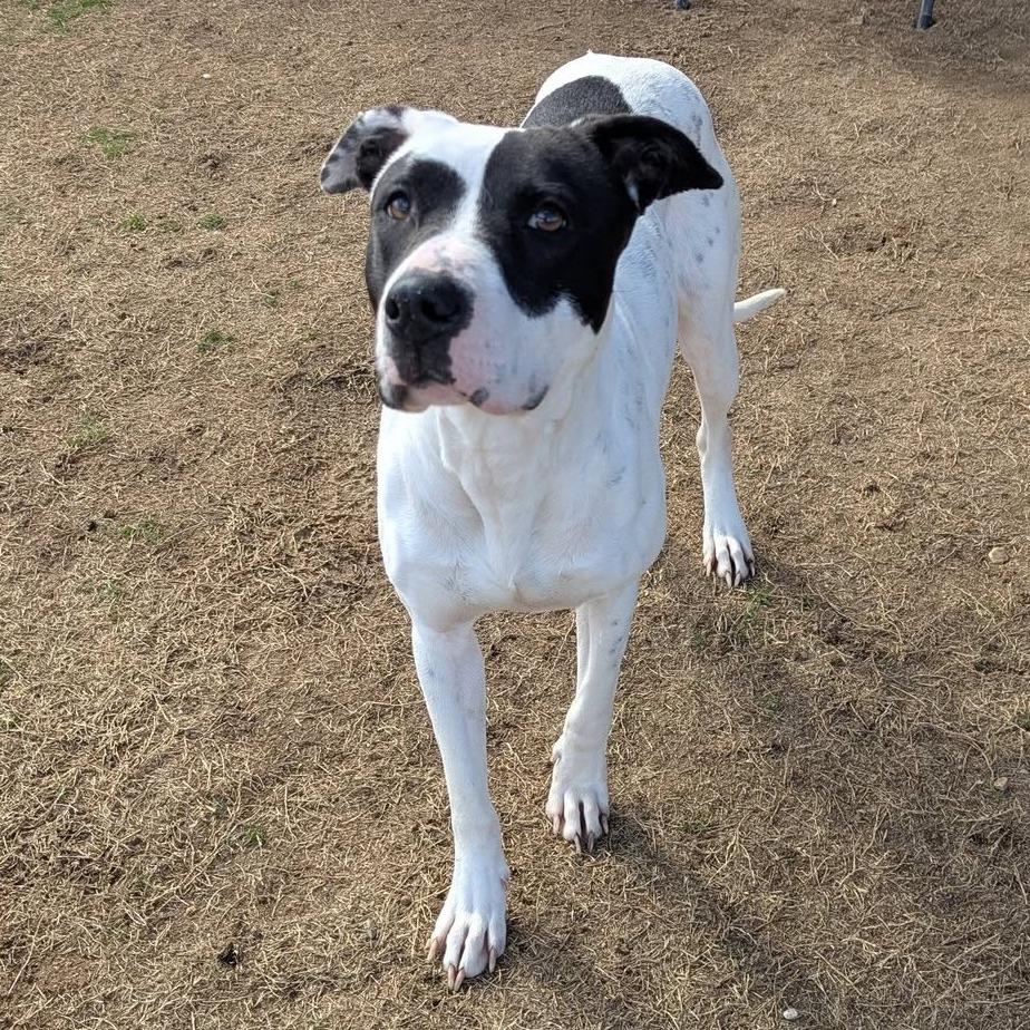 Enlarge ROSE  Available NOW - ADOPTION or RESCUE!, a Adoptable Mixed Breed in Nashville, NC image 1/4