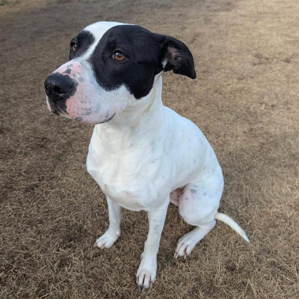 Enlarge ROSE  Available NOW - ADOPTION or RESCUE!, a Adoptable Mixed Breed in Nashville, NC image 2/4