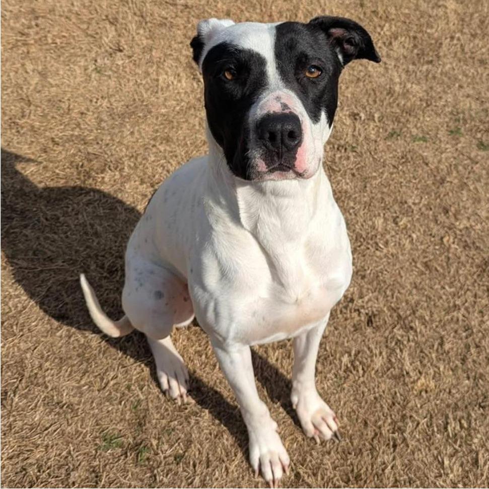 Enlarge ROSE  Available NOW - ADOPTION or RESCUE!, a Adoptable Mixed Breed in Nashville, NC image 3/4