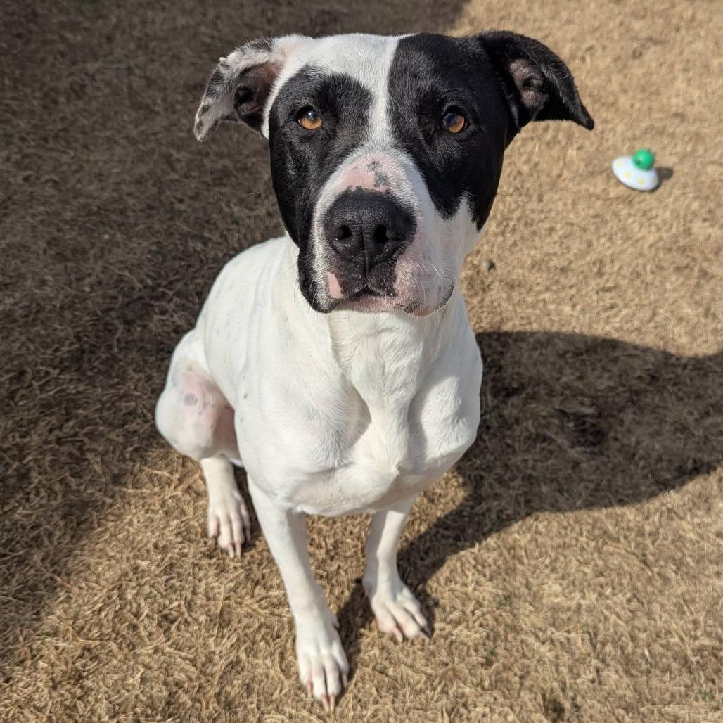 Enlarge ROSE  Available NOW - ADOPTION or RESCUE!, a Adoptable Mixed Breed in Nashville, NC image 4/4