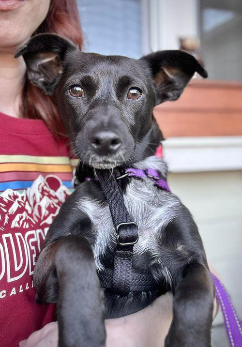 Enlarge Blossom, a ADOPTABLE mixed breed in Eugene, OR image 2/3