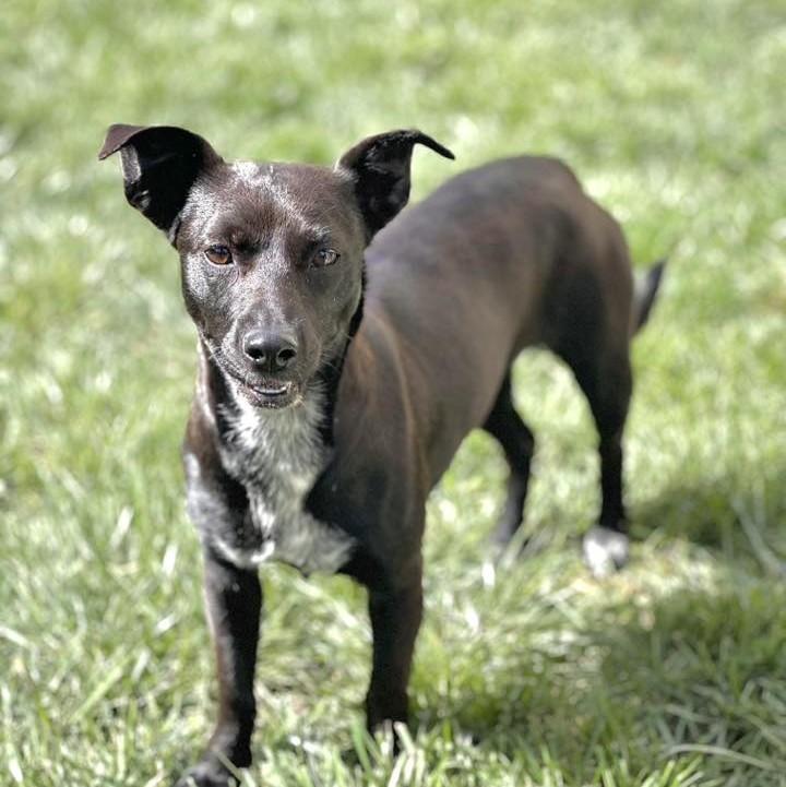 Blossom, ADOPTABLE, Young Female Chihuahua.