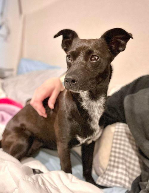 Enlarge Blossom, a ADOPTABLE mixed breed in Eugene, OR image 3/3