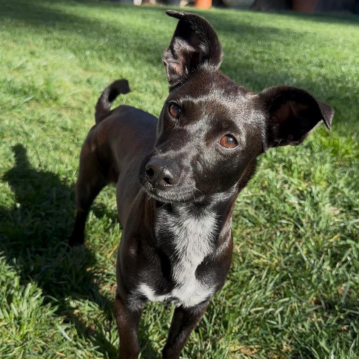 Blossom, ADOPTABLE, Young Female Chihuahua.