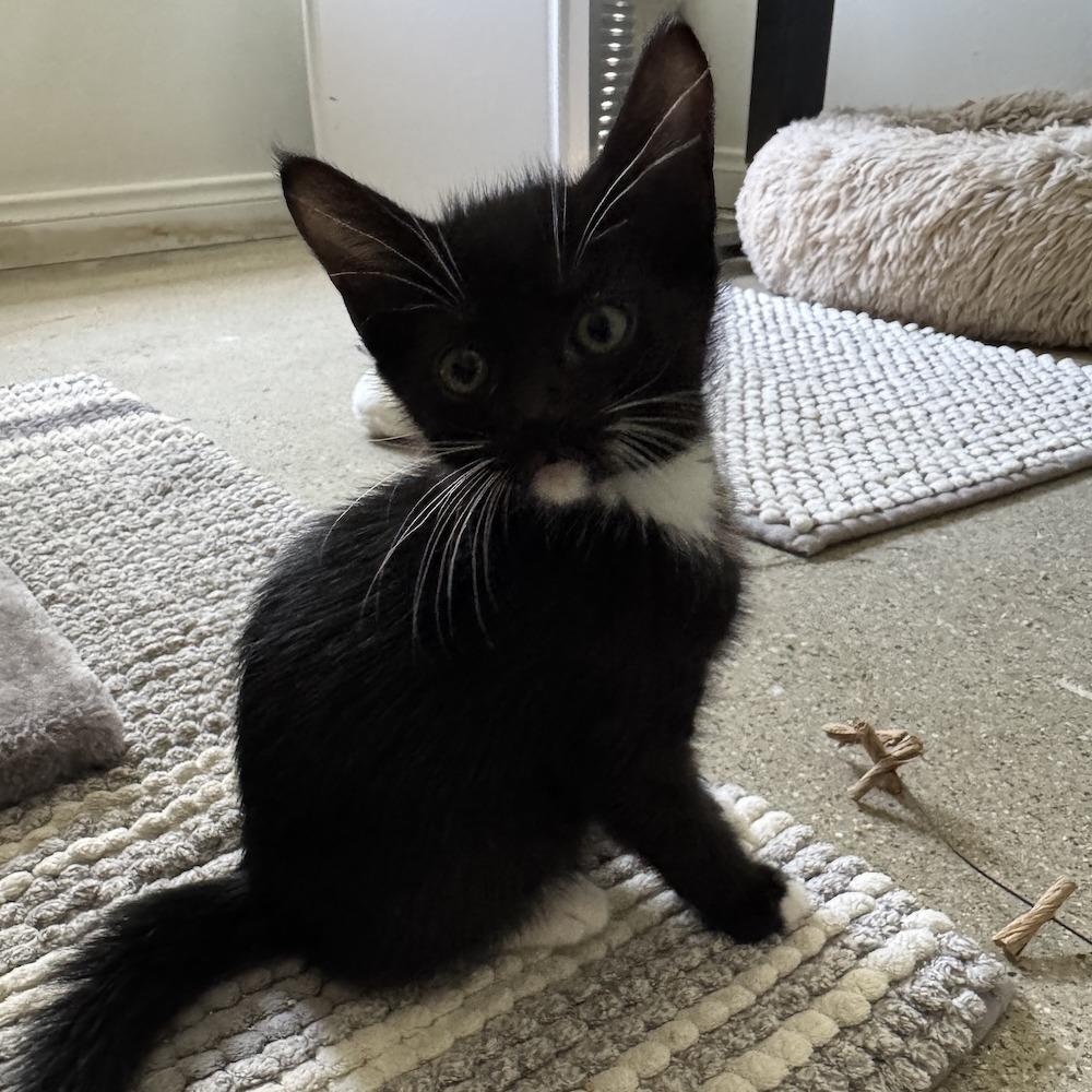 Charlie, Adoptable, Kitten Female Domestic Short Hair.