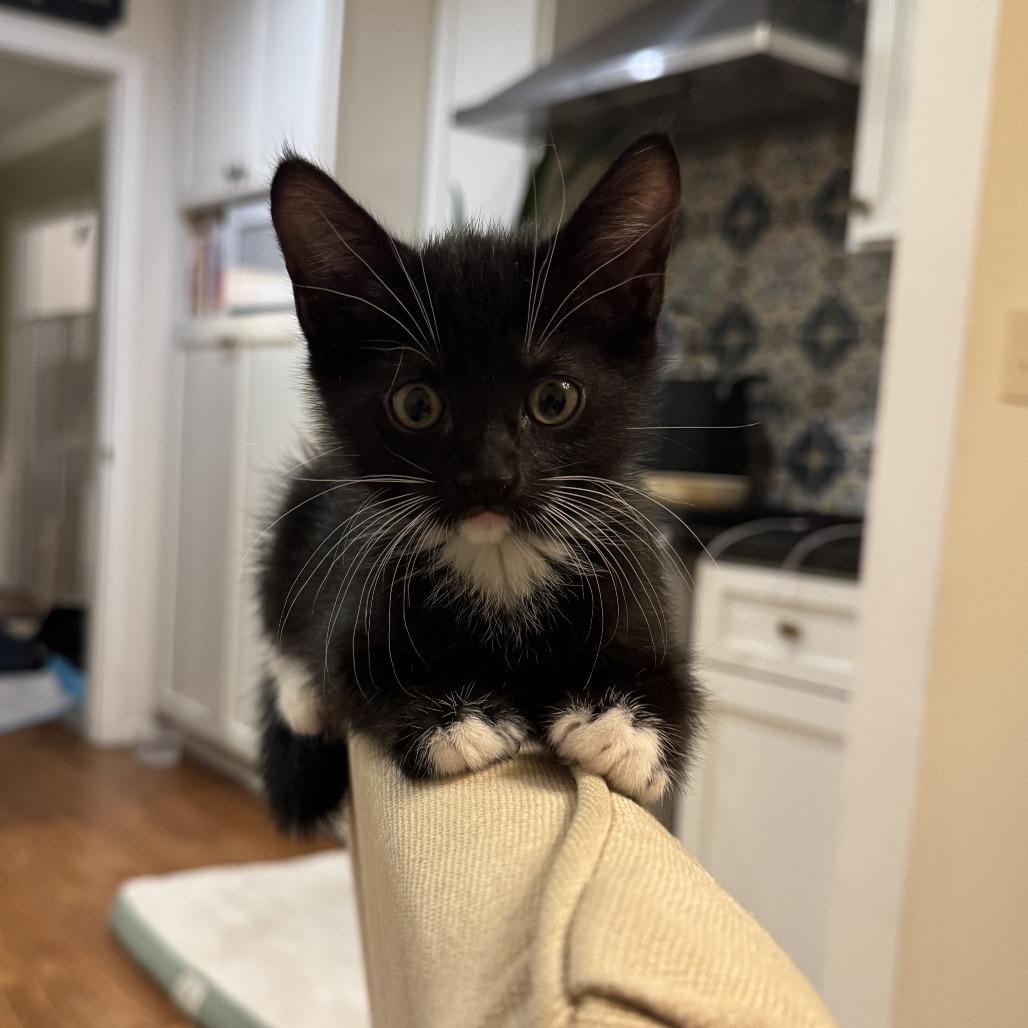 Charlie, a Adoptable Domestic Short Hair in Los Angeles, CA image 2/5