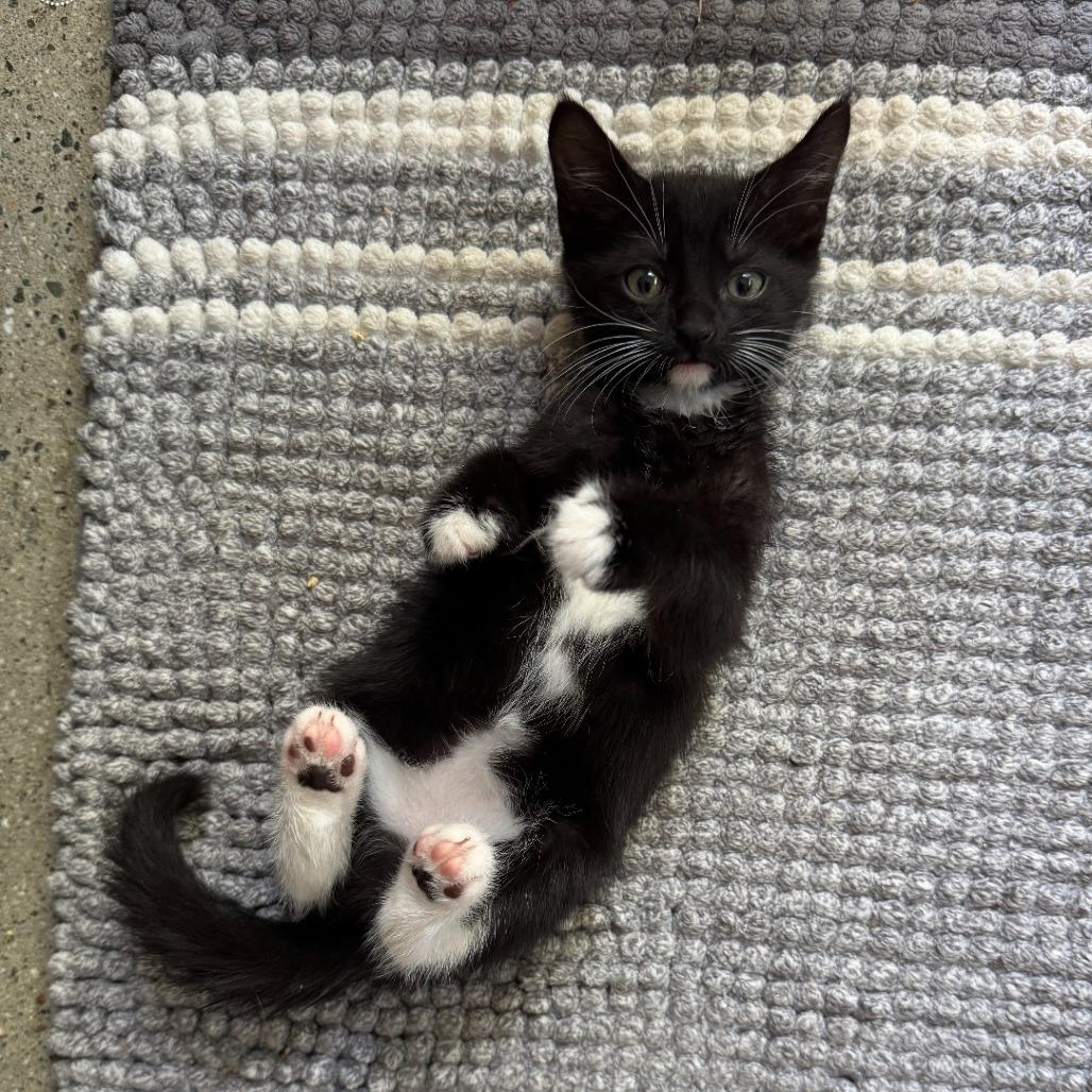 Charlie, a Adoptable Domestic Short Hair in Los Angeles, CA image 5/5
