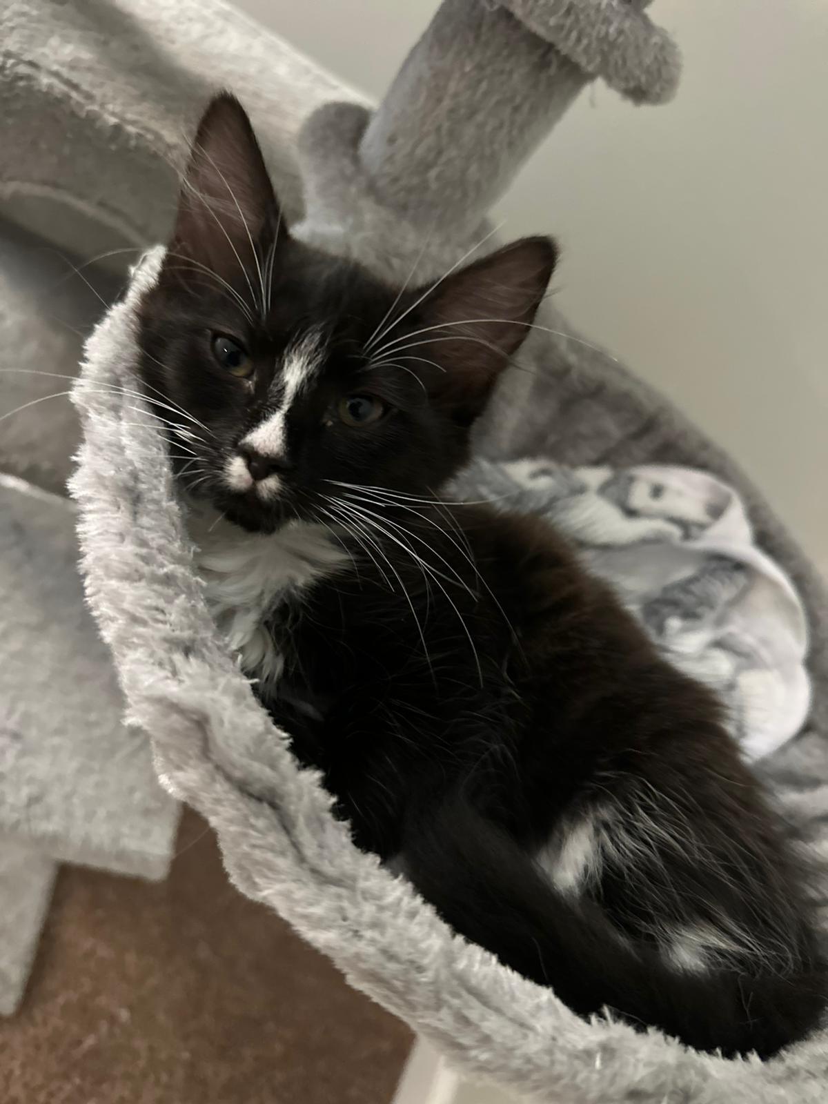 Georgia, Baby Female Tuxedo