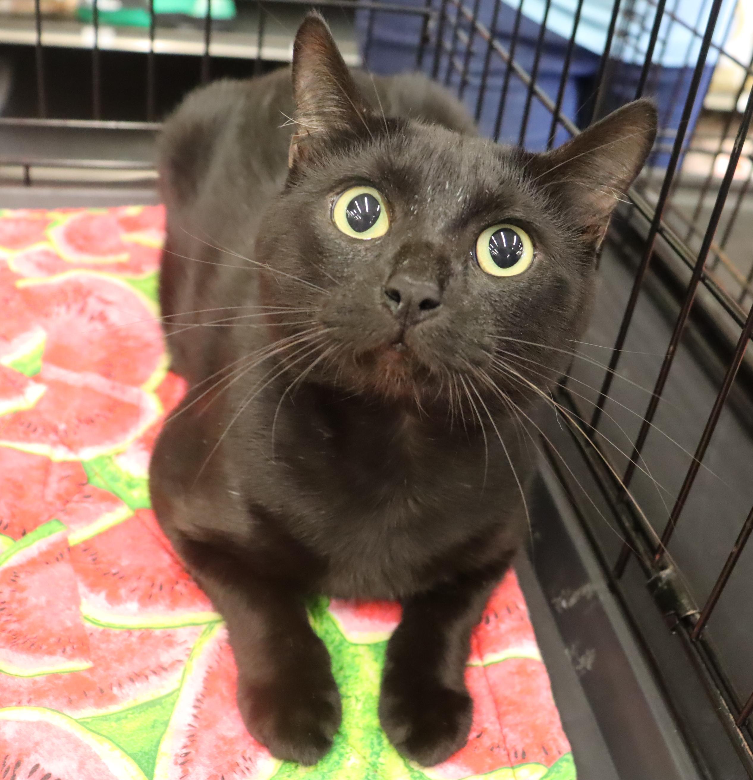 Marty - Handsome and Grateful