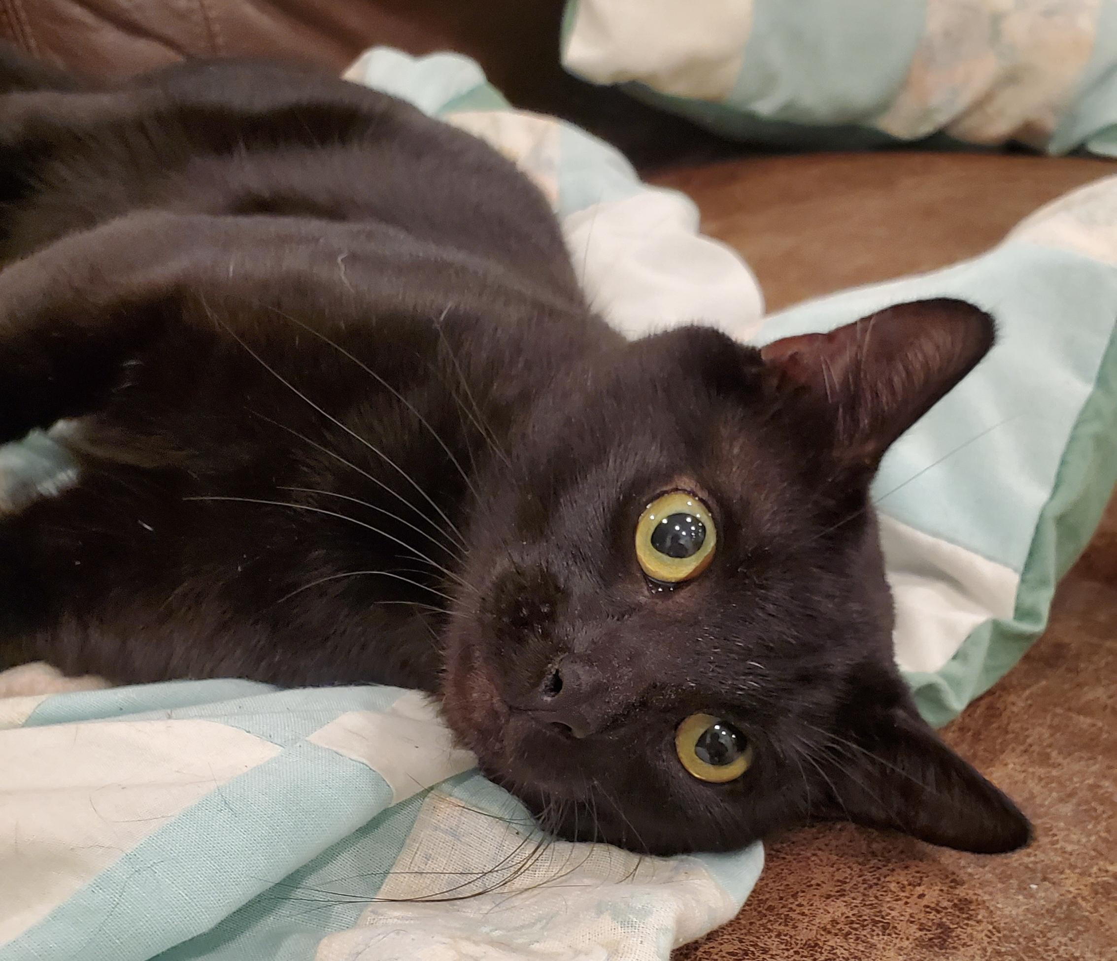 Marty - Handsome and Grateful