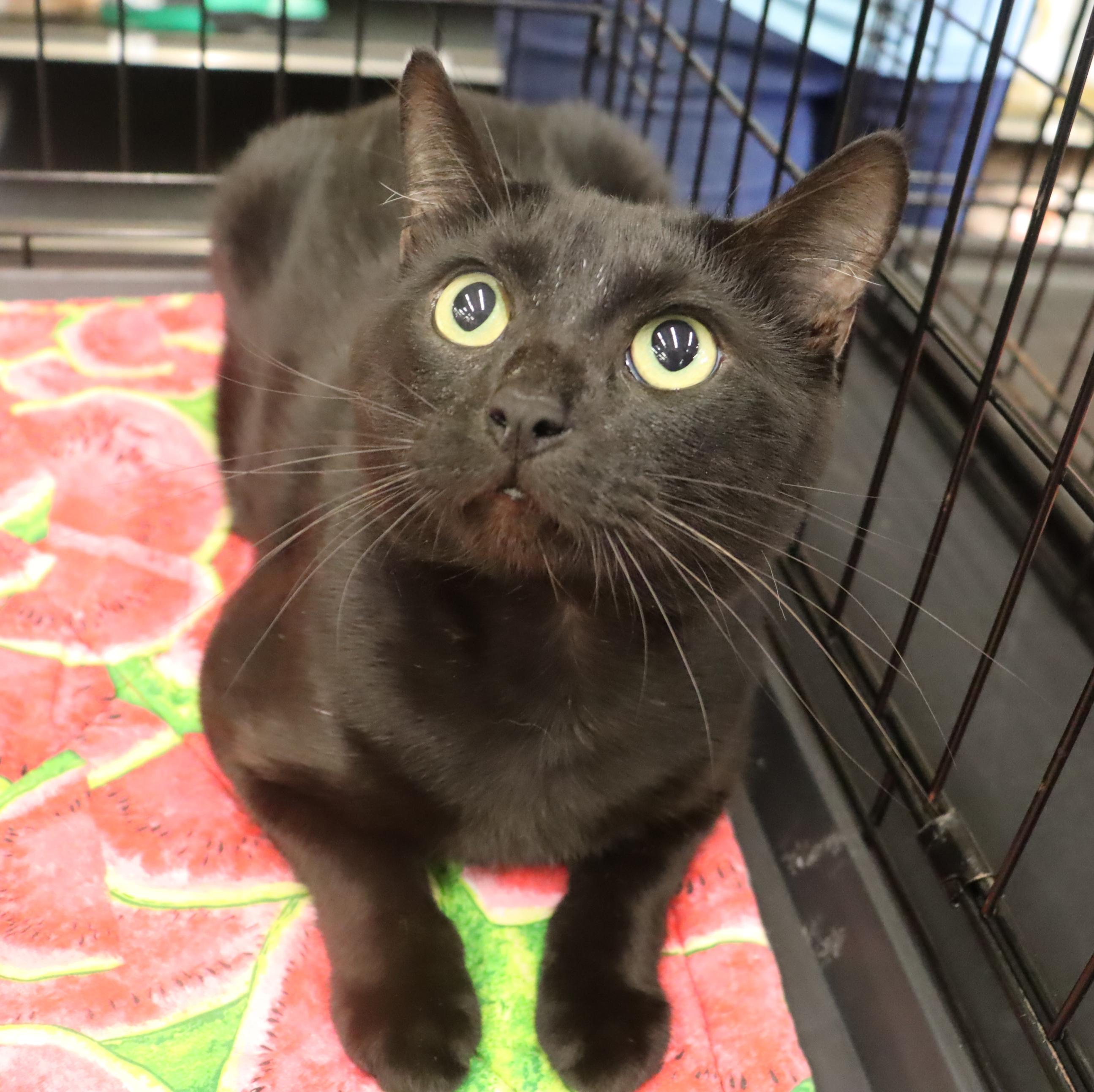 Marty - Handsome and Grateful