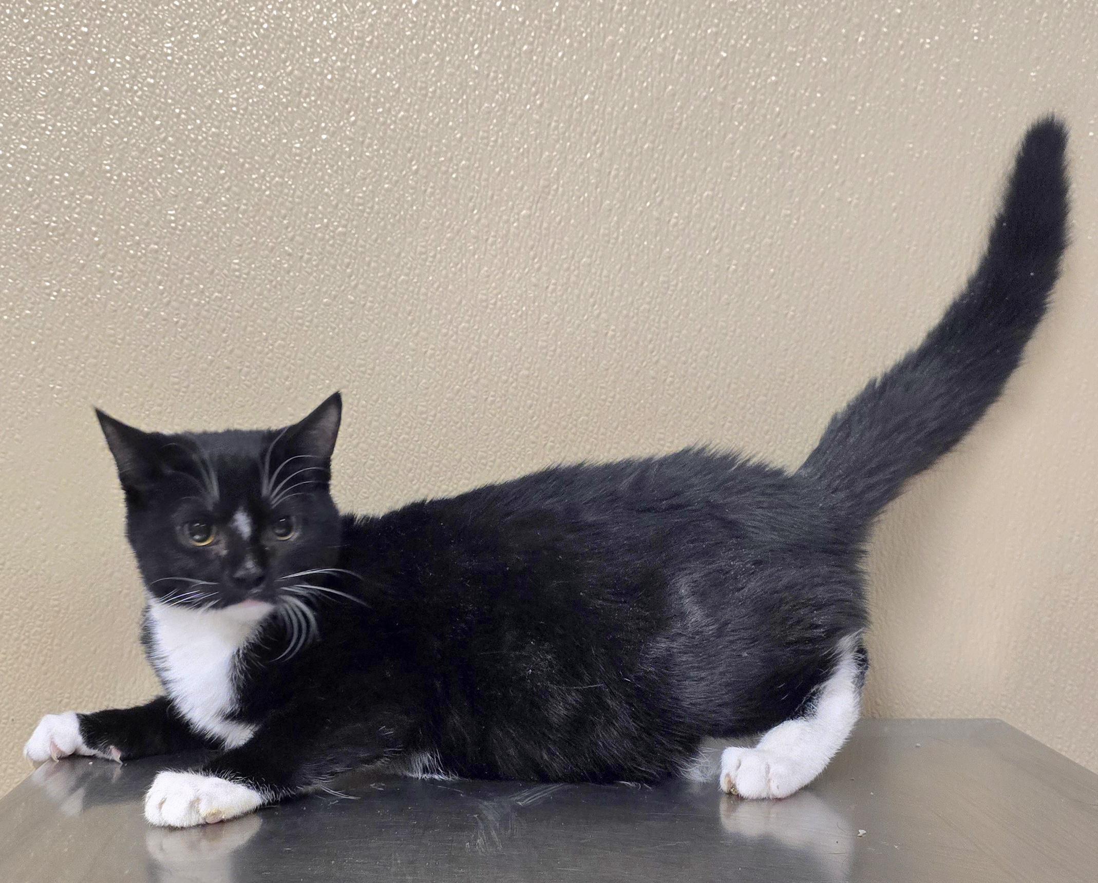 Malcolm, adoptable, Kitten Male Domestic Short Hair.