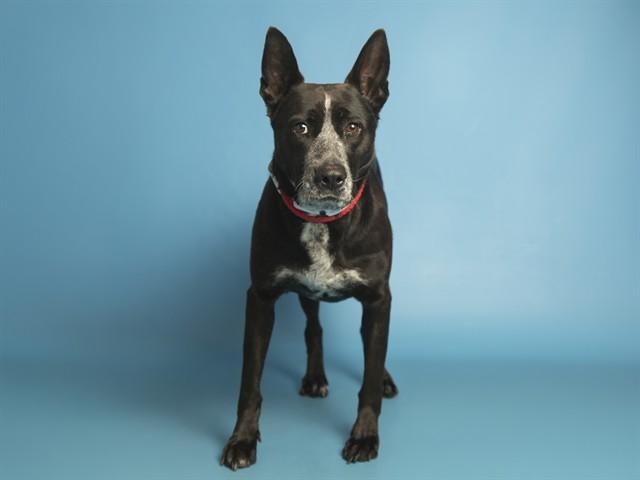 HAZEL, Adoptable, Adult Female Australian Kelpie & Australian Cattle Dog / Blue Heeler.
