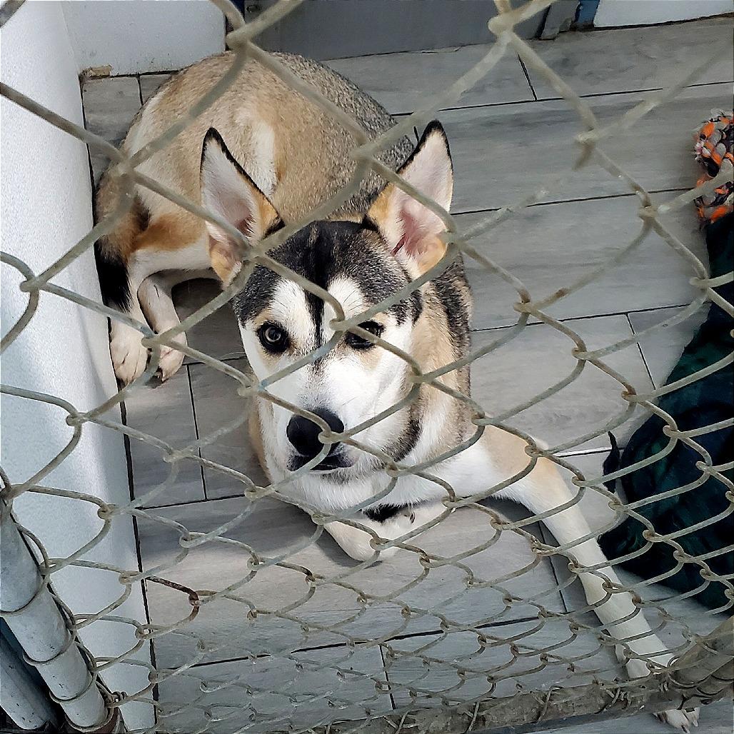Enlarge Stone, a Adoptable Husky in Denison, TX image 1/1