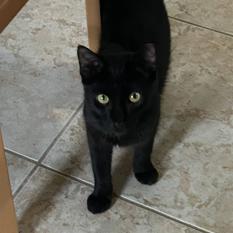 Enlarge Michael, a Adoptable Domestic Short Hair in Boston, MA image 1/2