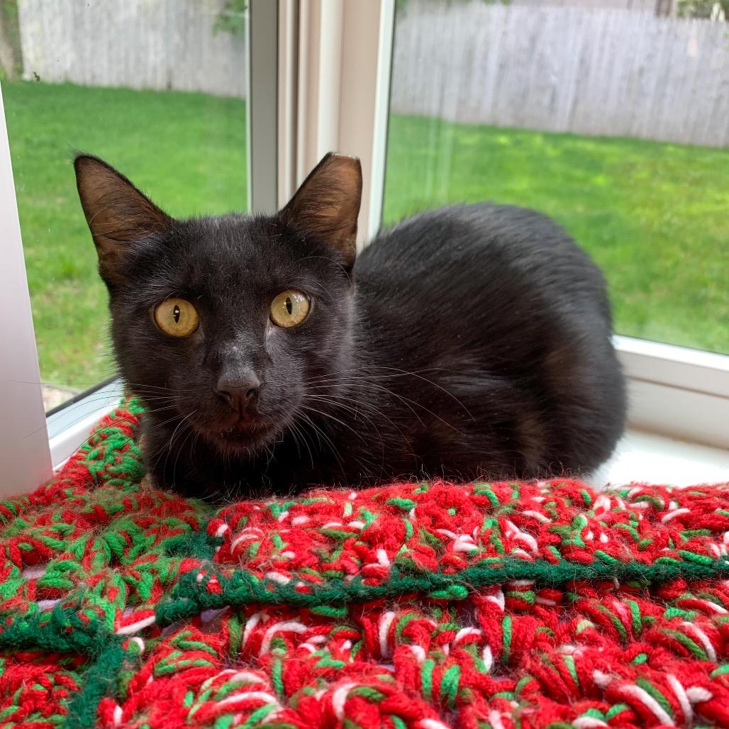 Enlarge Michael, a Adoptable Domestic Short Hair in Boston, MA image 2/2