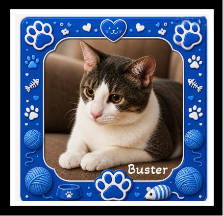 Enlarge Buster - One gentle paw... and suddenly your heart belongs to him., a Adoptable Domestic Short Hair in Winston Salem, NC image 5/5