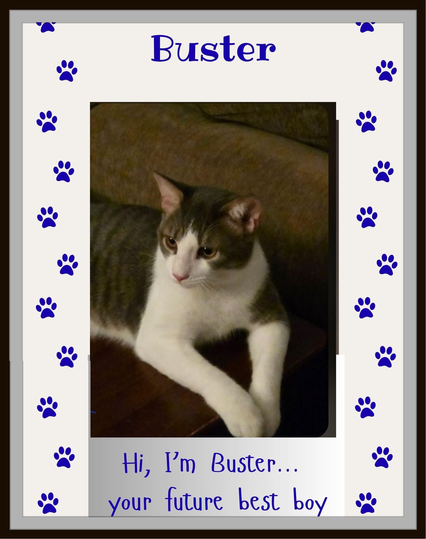 Enlarge Buster - One gentle paw... and suddenly your heart belongs to him., a Adoptable Domestic Short Hair in Winston Salem, NC image 4/5