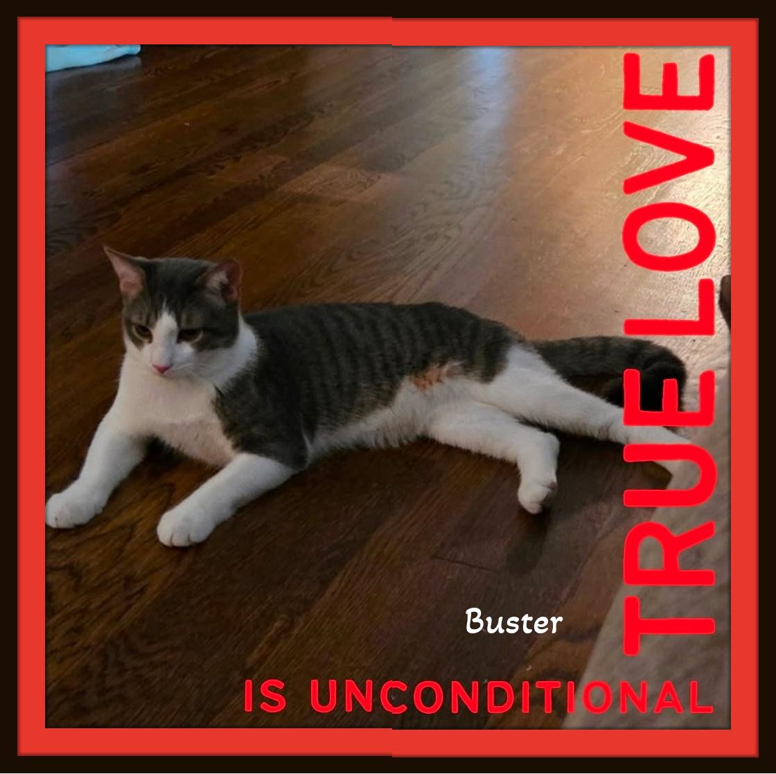 Enlarge Buster - One gentle paw... and suddenly your heart belongs to him., a Adoptable Domestic Short Hair in Winston Salem, NC image 2/5