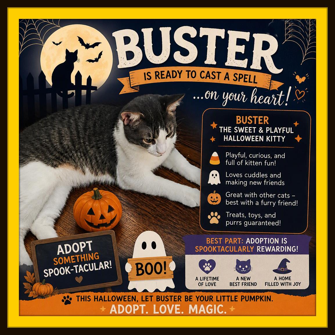 Buster - One gentle paw... and suddenly your heart belongs to him., Adoptable, Kitten Male Domestic Short Hair.
