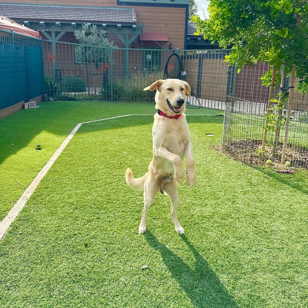 Finn, Adoptable, Adult Male Yellow Labrador Retriever & Great Pyrenees.