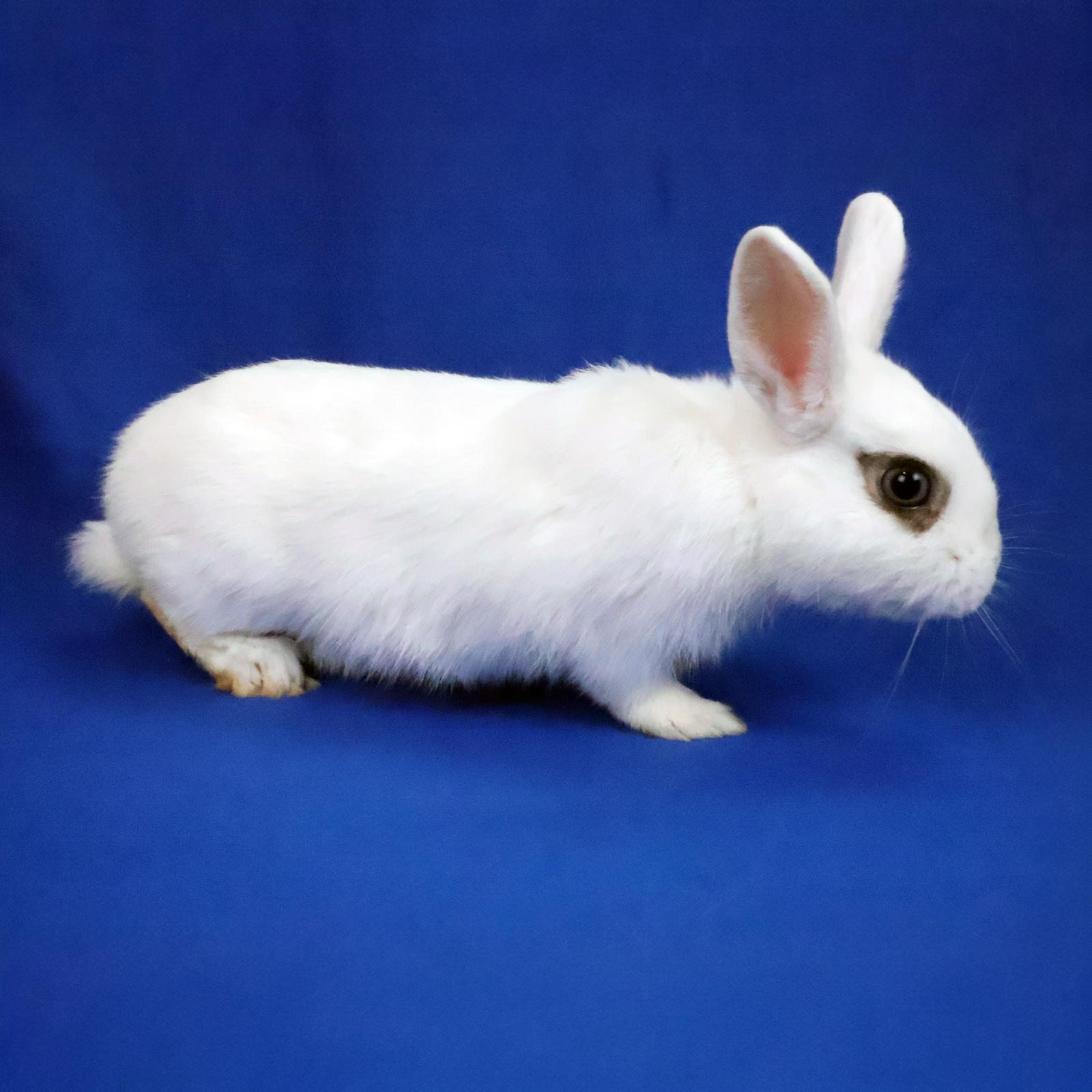 SNOWBALL, Adoptable, Young Male Hotot.