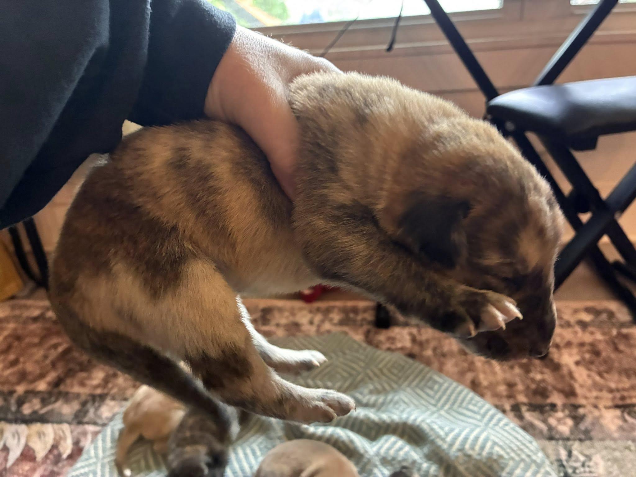 Cosmic Puppies Boys, a ADOPTABLE mixed breed in Mount Airy, NC image 4/6
