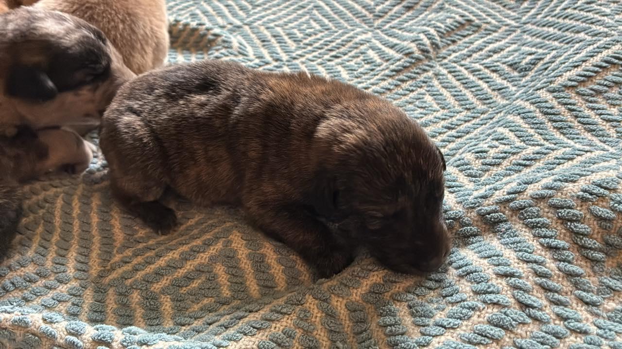 Cosmic Puppies Boys, a ADOPTABLE mixed breed in Mount Airy, NC image 2/6