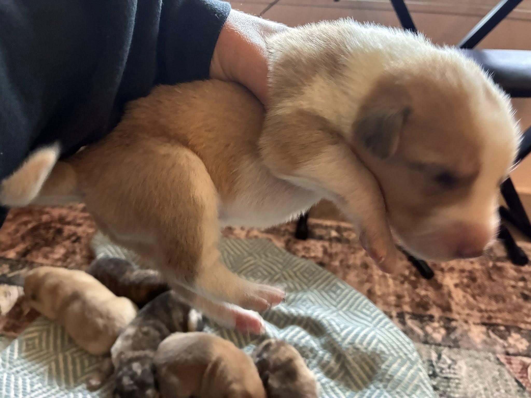Cosmic Puppies Boys, a ADOPTABLE mixed breed in Mount Airy, NC image 6/6