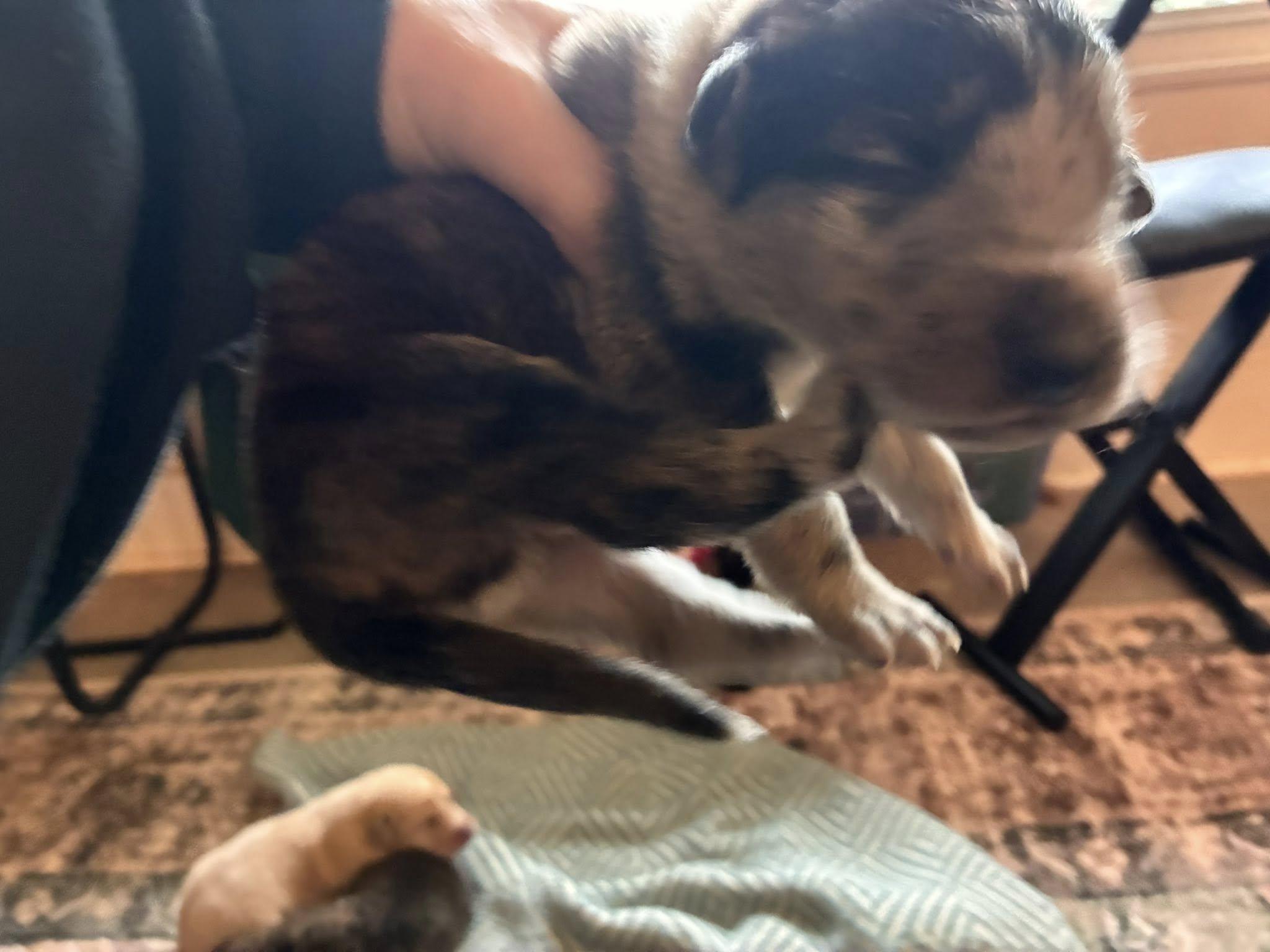 Cosmic Puppies Boys, a ADOPTABLE mixed breed in Mount Airy, NC image 5/6