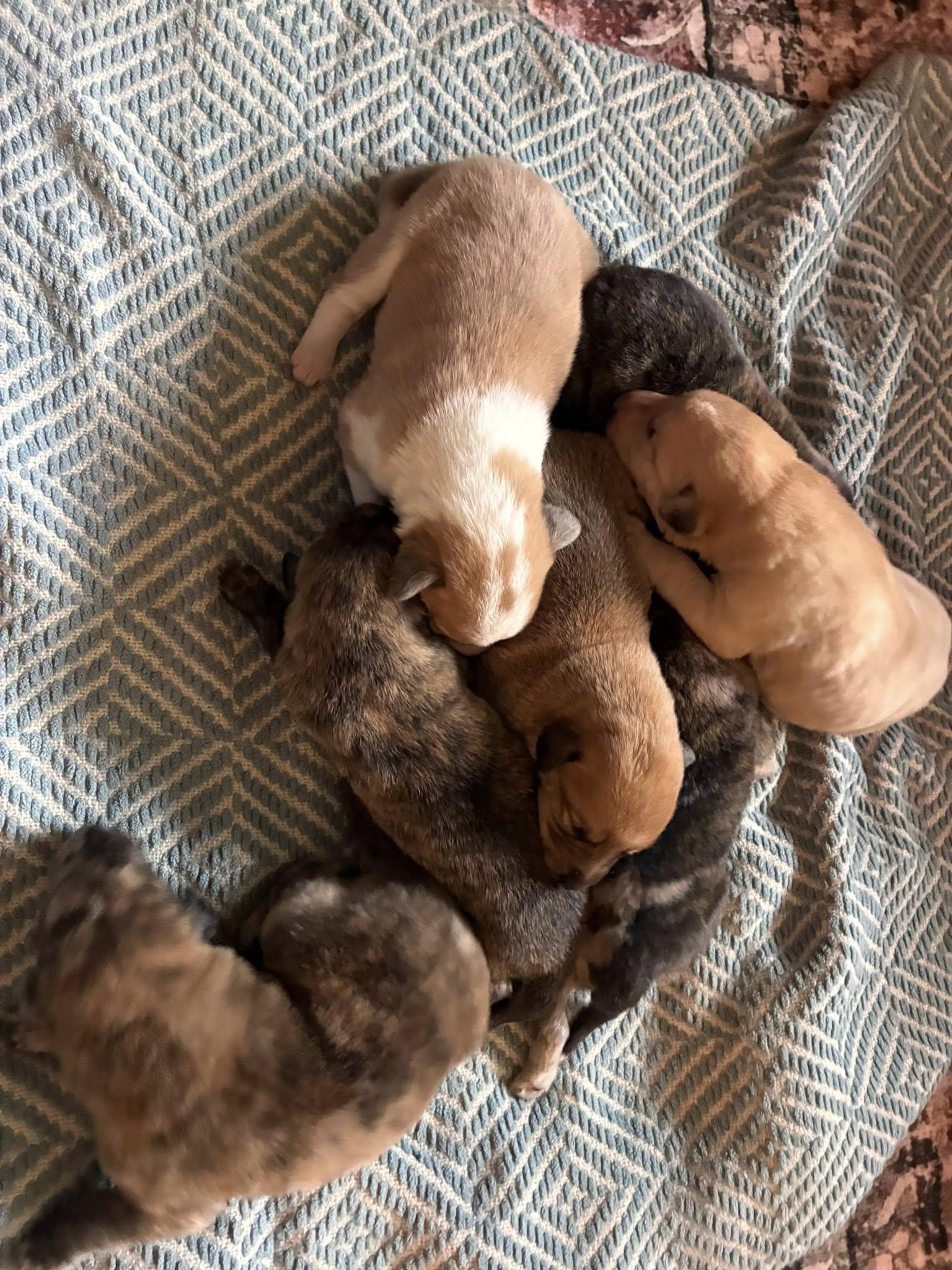 Cosmic Puppies Boys, ADOPTABLE, Puppy Female Plott Hound & Australian Shepherd.