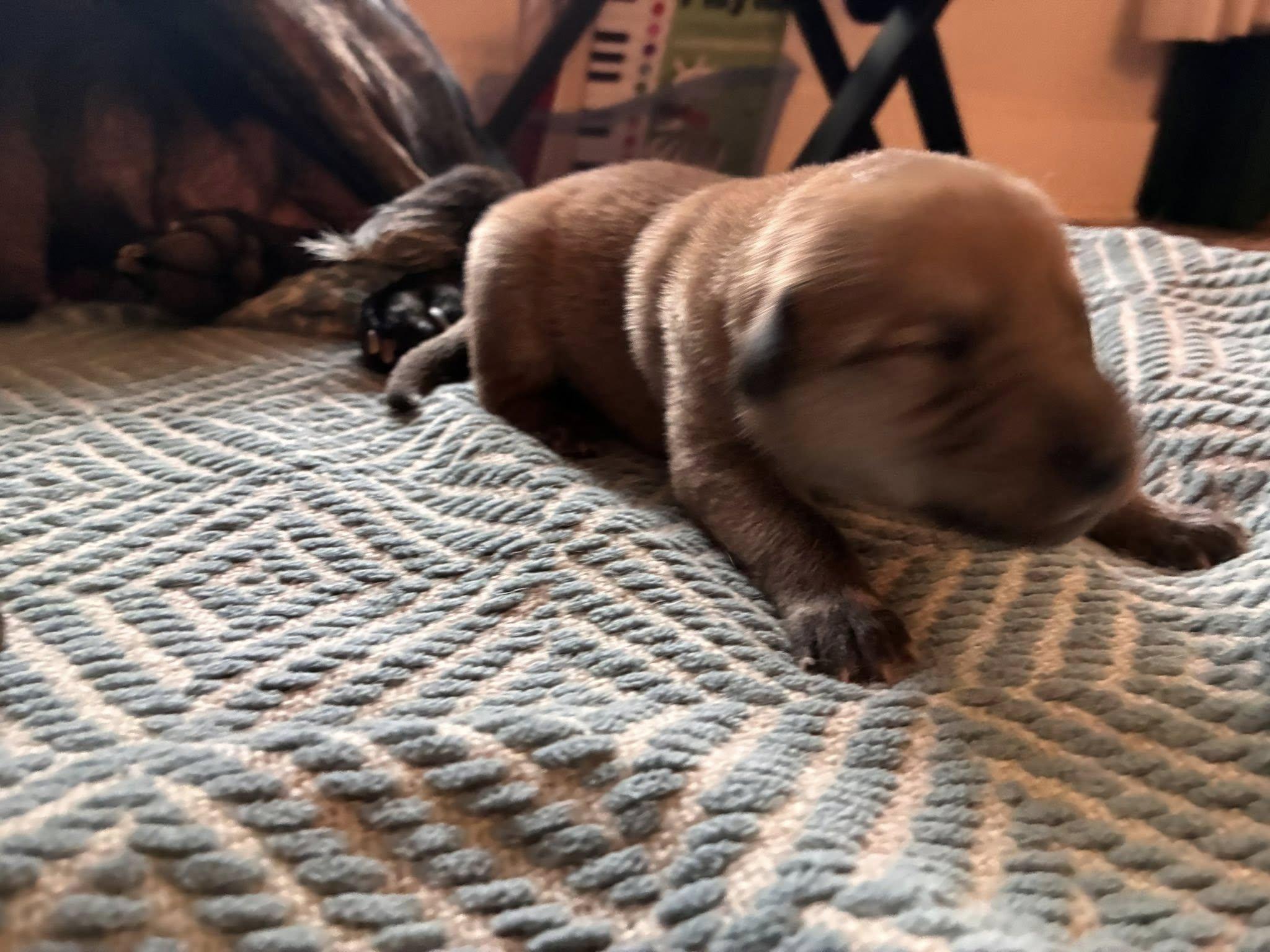 Cosmic Puppies Boys, a ADOPTABLE mixed breed in Mount Airy, NC image 3/6