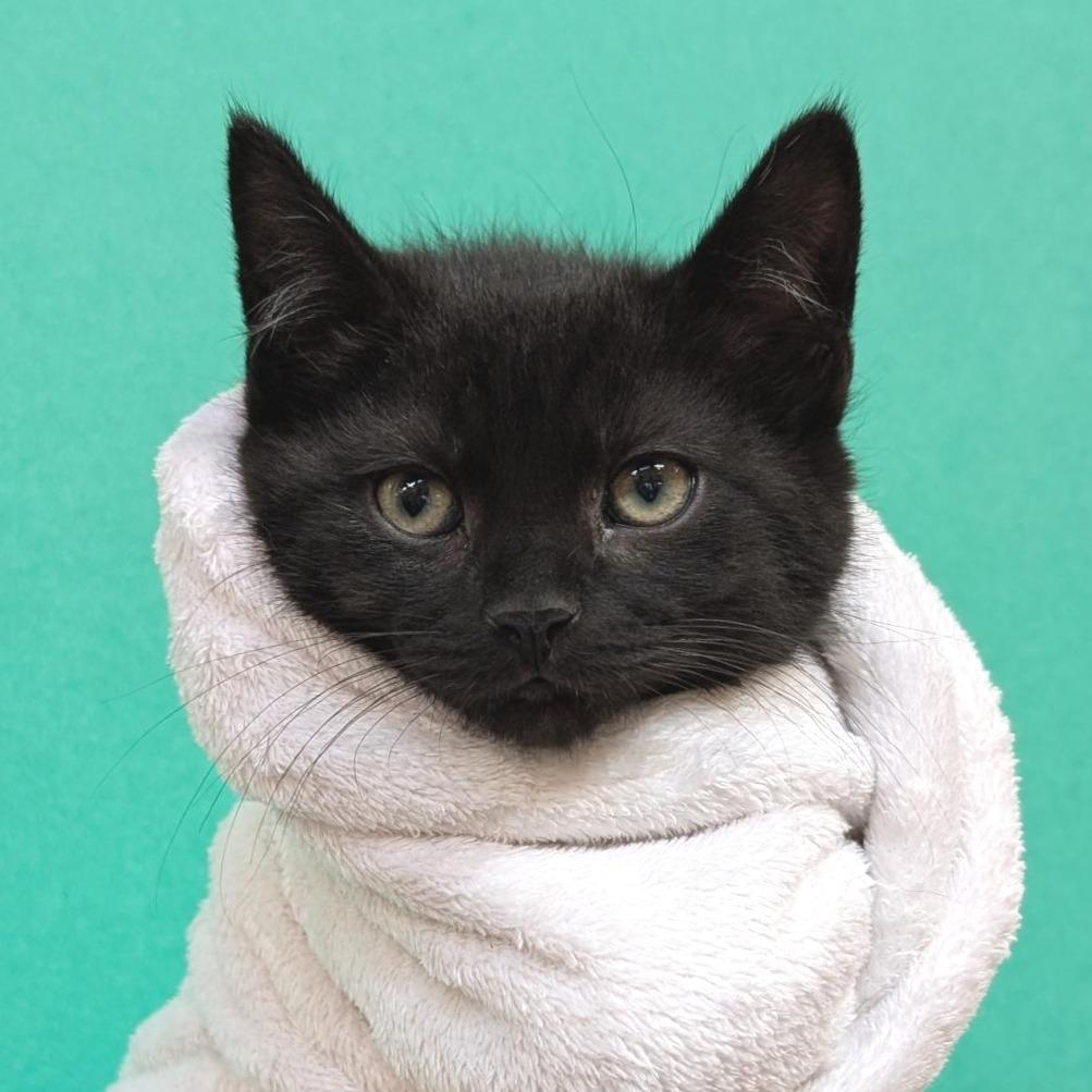 Captain, a Adoptable Domestic Short Hair in Washington Township, OH image 1/3