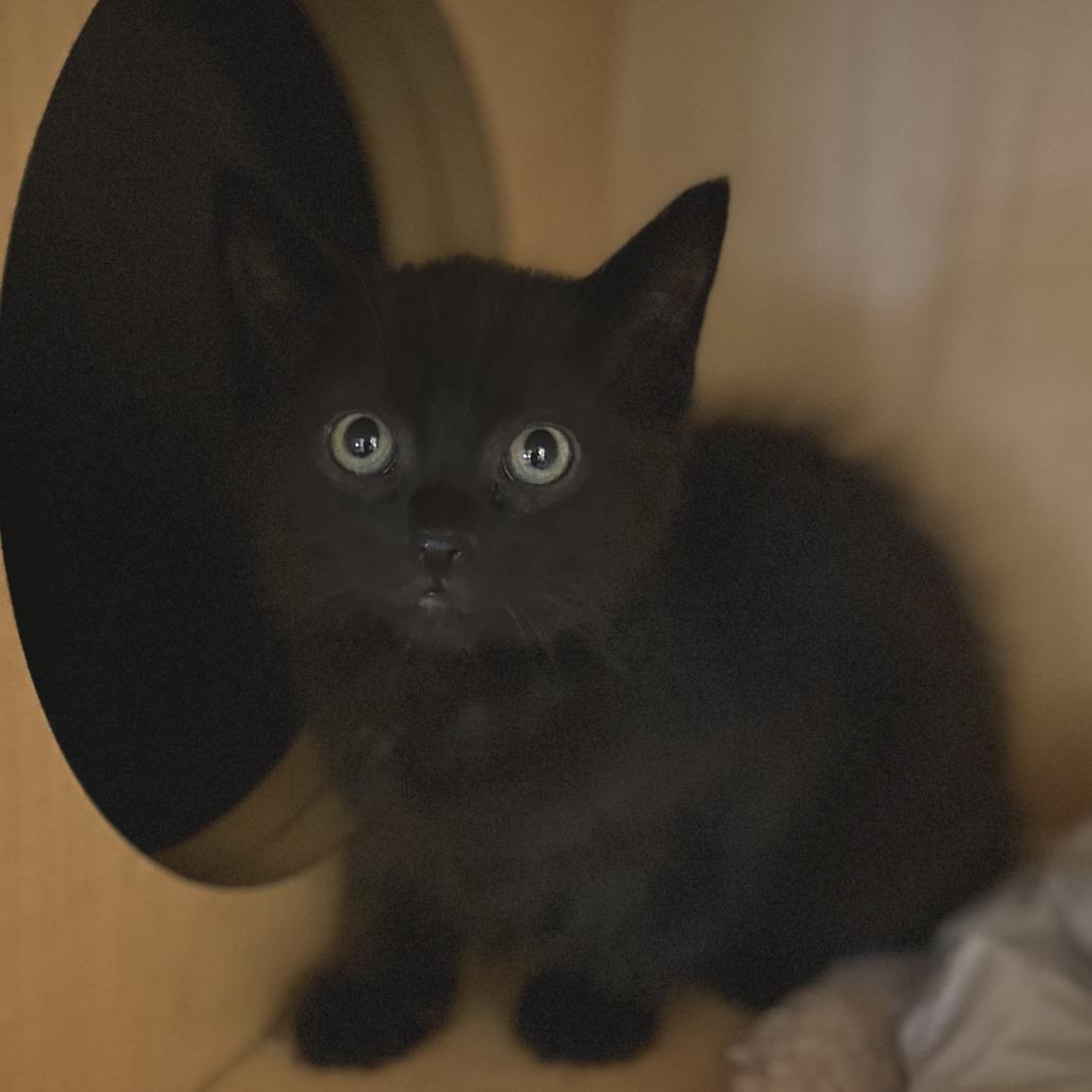Captain, a Adoptable Domestic Short Hair in Washington Township, OH image 2/3