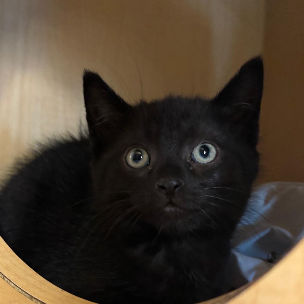 Captain, a Adoptable Domestic Short Hair in Washington Township, OH image 3/3