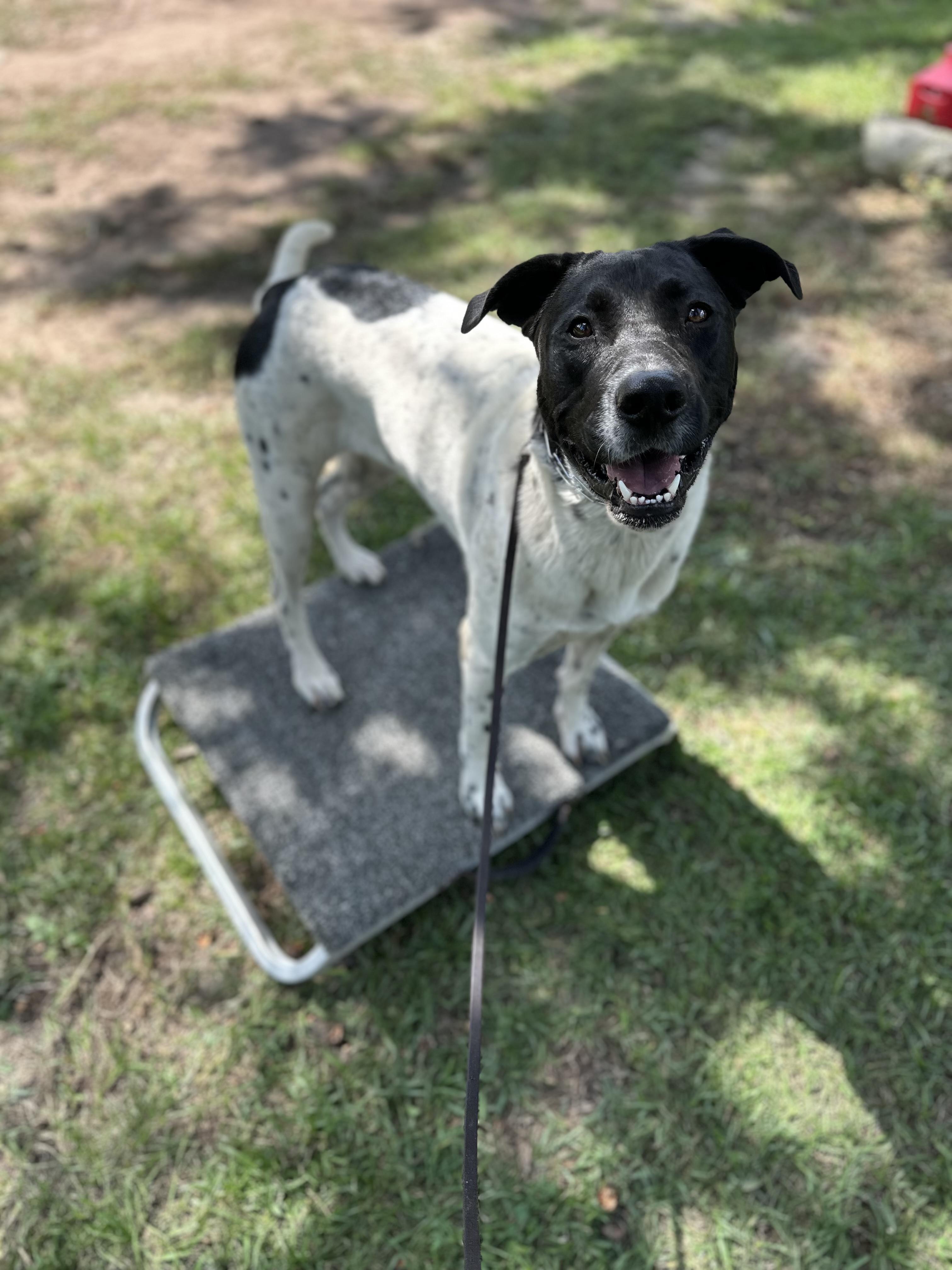 Enlarge Bonnie, a Adoptable mixed breed in SYLVANIA, GA image 3/3