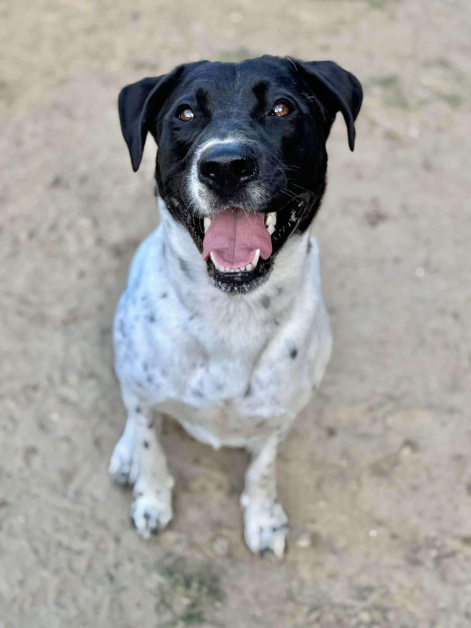 Enlarge Bonnie, a Adoptable mixed breed in SYLVANIA, GA image 1/3