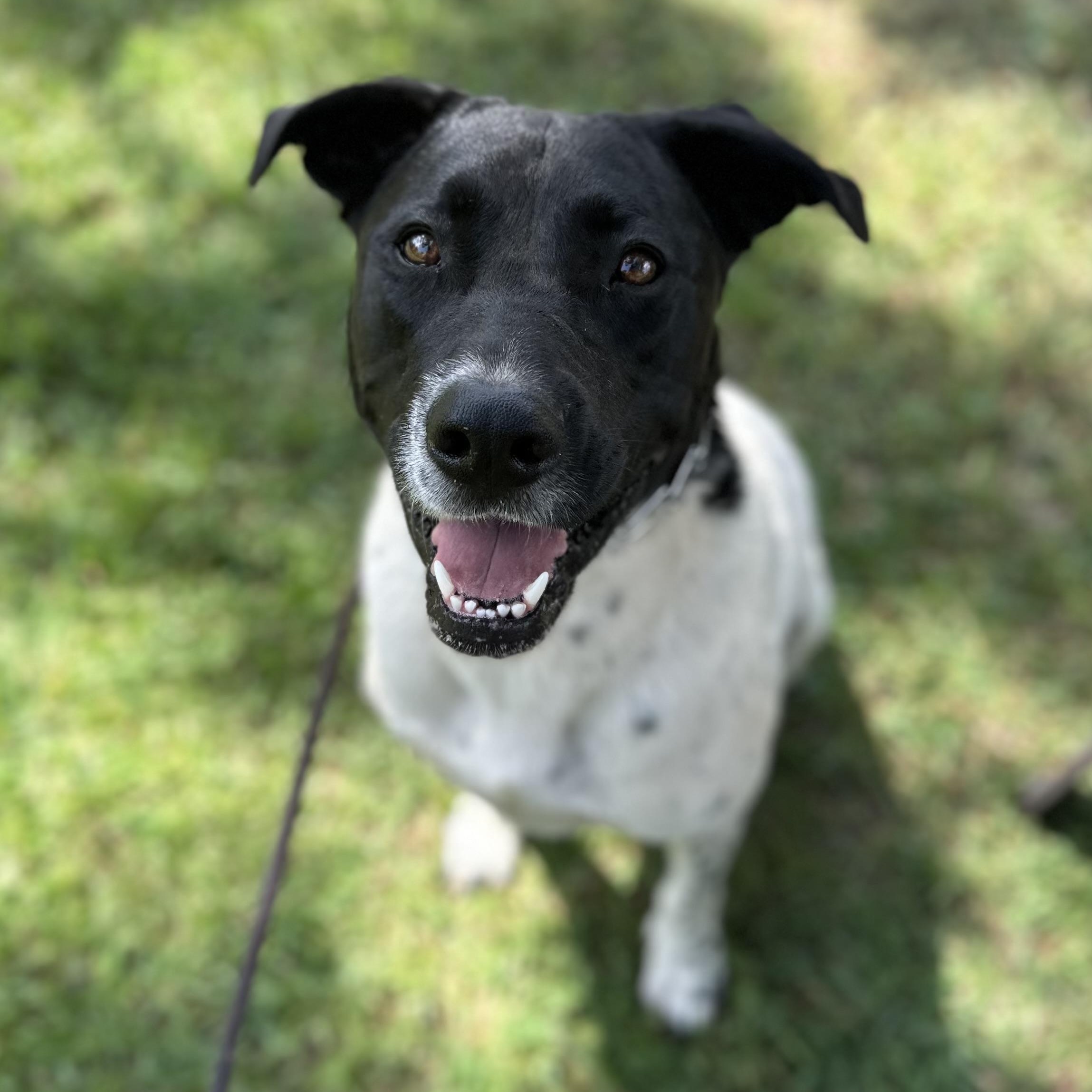 Enlarge Bonnie, a Adoptable mixed breed in SYLVANIA, GA image 2/3