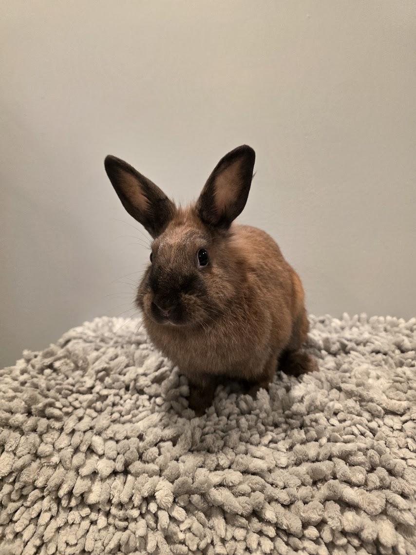 Sophie, ADOPTABLE, Young Female Netherland Dwarf.
