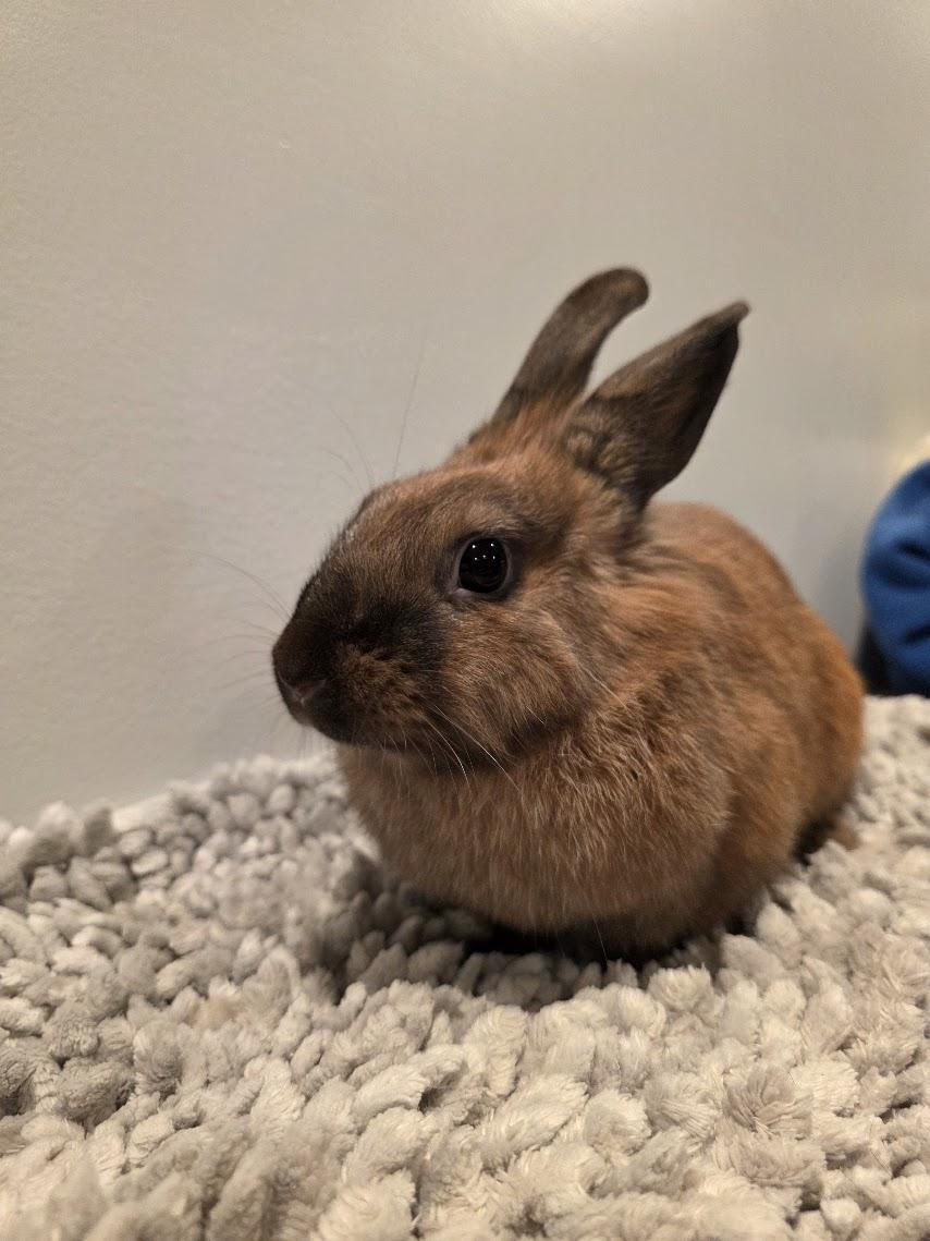 Enlarge Sophie, a ADOPTABLE Netherland Dwarf in Seymour, CT image 2/2