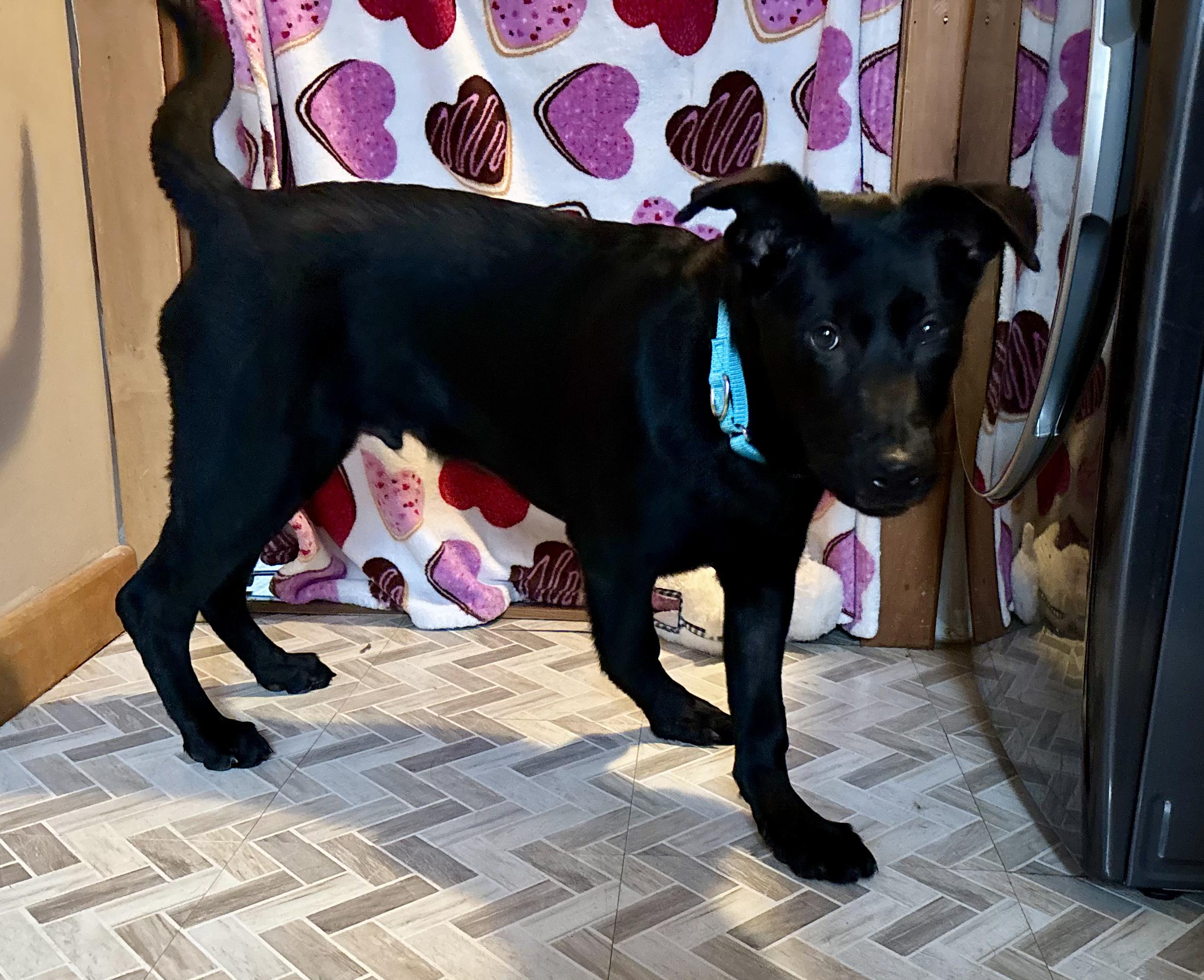 Enlarge Finn, an adopted mixed breed in CHURCHVILLE, NY image 2/3