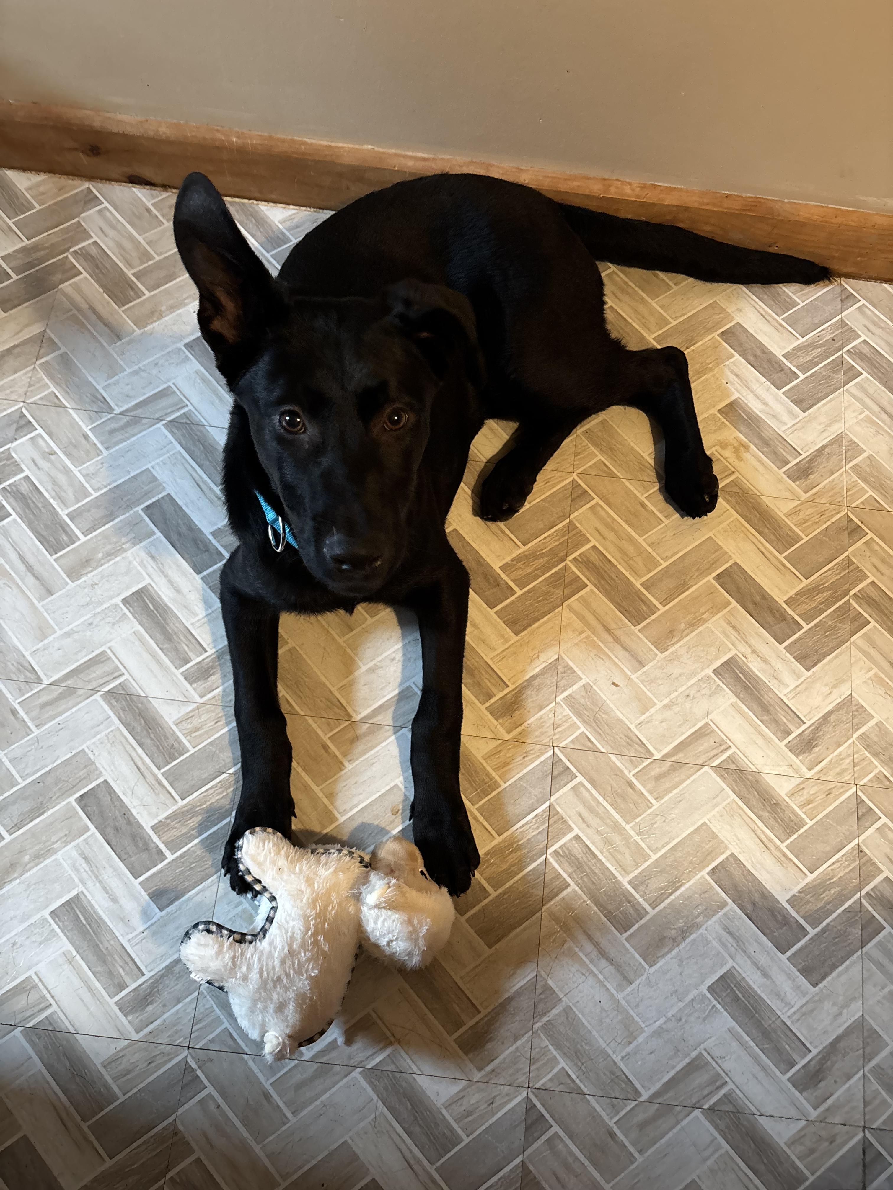 Enlarge Finn, an adopted mixed breed in CHURCHVILLE, NY image 3/3