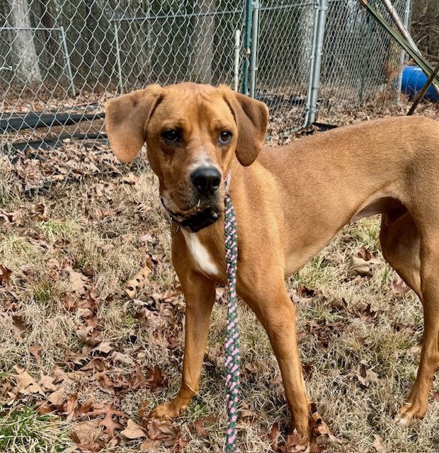 Discount coonhound lab mix size Free Shipping