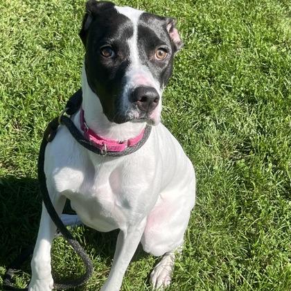Enlarge Lola, a Adoptable mixed breed in Dubuque, IA image 2/2