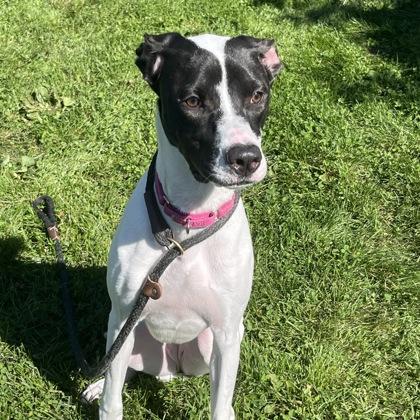 Enlarge Lola, a Adoptable mixed breed in Dubuque, IA image 1/2