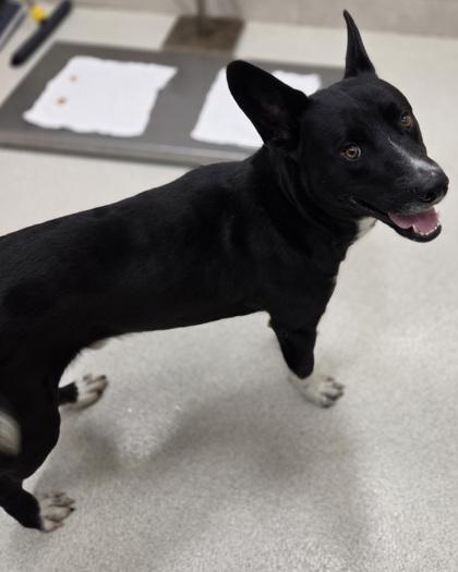 Alpha, Adoptable, Adult Male Shepherd & Mixed Breed.
