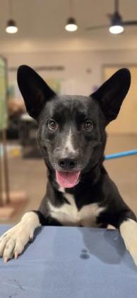 Enlarge Alpha, a Adoptable mixed breed in Honolulu, HI image 2/3