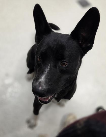Enlarge Alpha, a Adoptable mixed breed in Honolulu, HI image 3/3